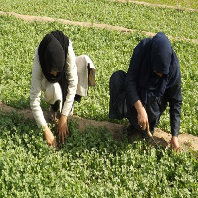 طرح تجمیع صندوق‌ اعتباری خُرد زنان در کردستان آغاز شد