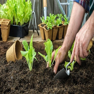 یک تجربه مردانه| راه انداختن خط تولید سبزی خوردن خانگی