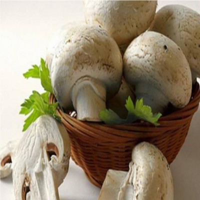 با خواص و مضرات قارچ آشنا شوید