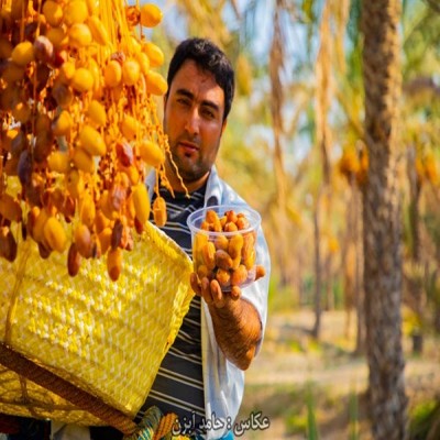 همه چیز در مورد درخت مقدس جنوبی‌ها