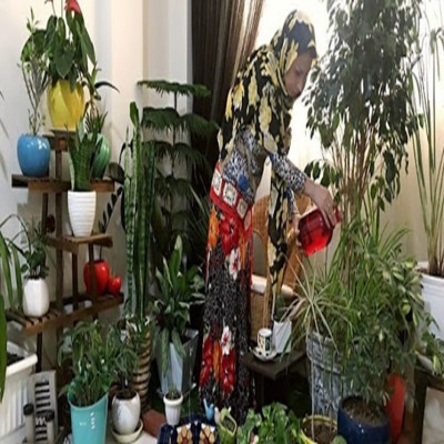 بیا تا گل برافشانیم!/ راهنمای خرید گیاهان آپارتمانی