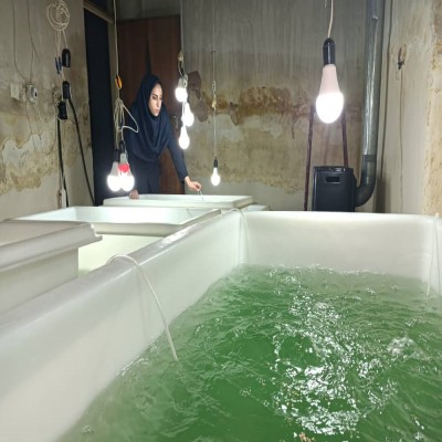 کسب درآمد بانوی لرستانی از جلبک
