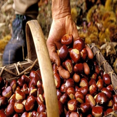 آنچه از خواص بلوط فندقی باید بدانید