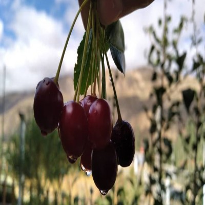 وصف یاقوت‌های سرخ روستای گردشگری «خَمَس» خلخال/ جشنواره آلبالو در یک روز داغ تابستان