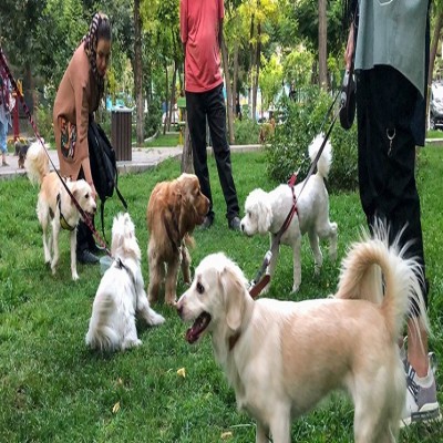 حکم «نجاست سگ» از کجا آمده است؟