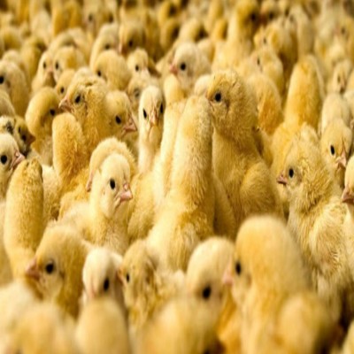 مرغ 40 هزار تومانی نتیجه بی‌تفاوتی دولت به جوجه‌کُشی‌هاست