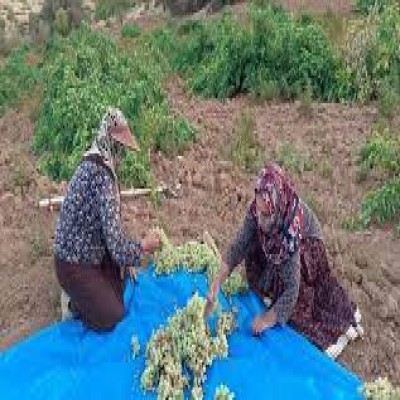 روایت دختر کارآفرینی که یک تنه وضعیت اقتصادی روستایش را تغییر داد/ دختران این روستا صاحب کسب و کارند