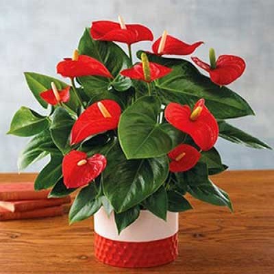 گلی زیبا در کنار سفره یلدا