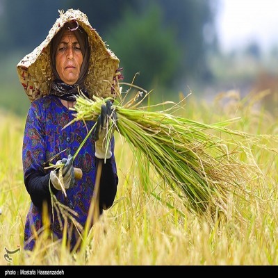 مقایسه نقش زنان روستایی با نقش زنان شهری در پیشرفت اقتصادی خانواده ها در سال جهش تولید